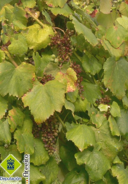 Mildiu - Mildew - Mildiu >> Plasmopara vitícola (Mildiu de la viña) - Mildiu en racimo de plantas testigo.jpg